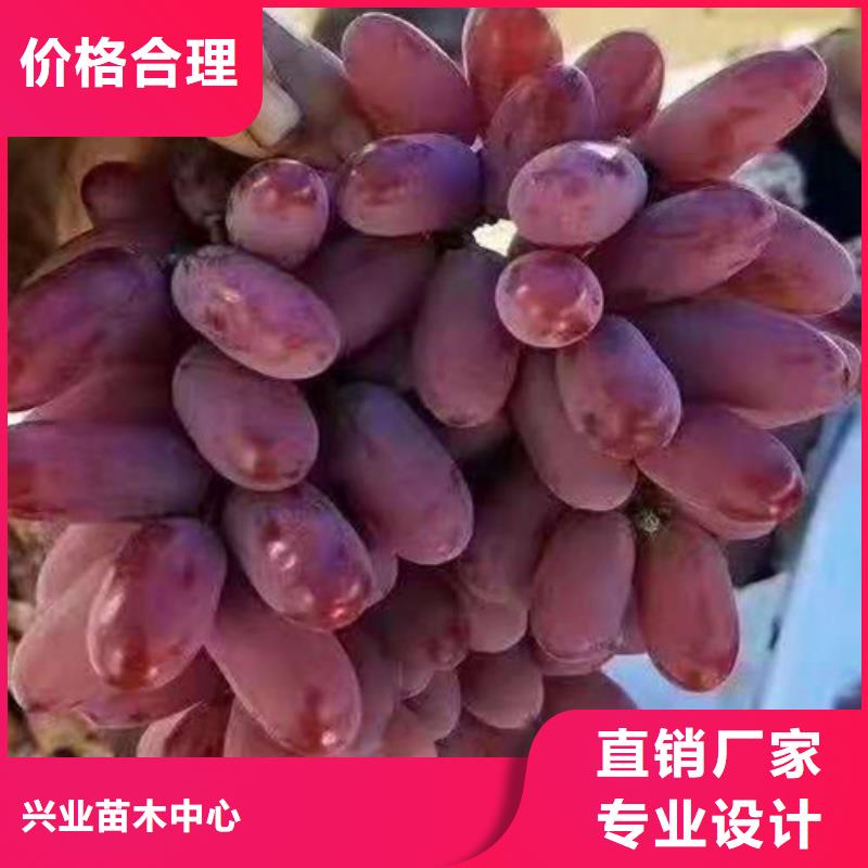 直供(兴业)中国红玫瑰葡萄苗