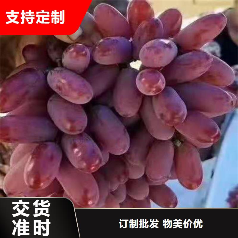 采购<兴业>葡萄大棚草莓苗款式新颖