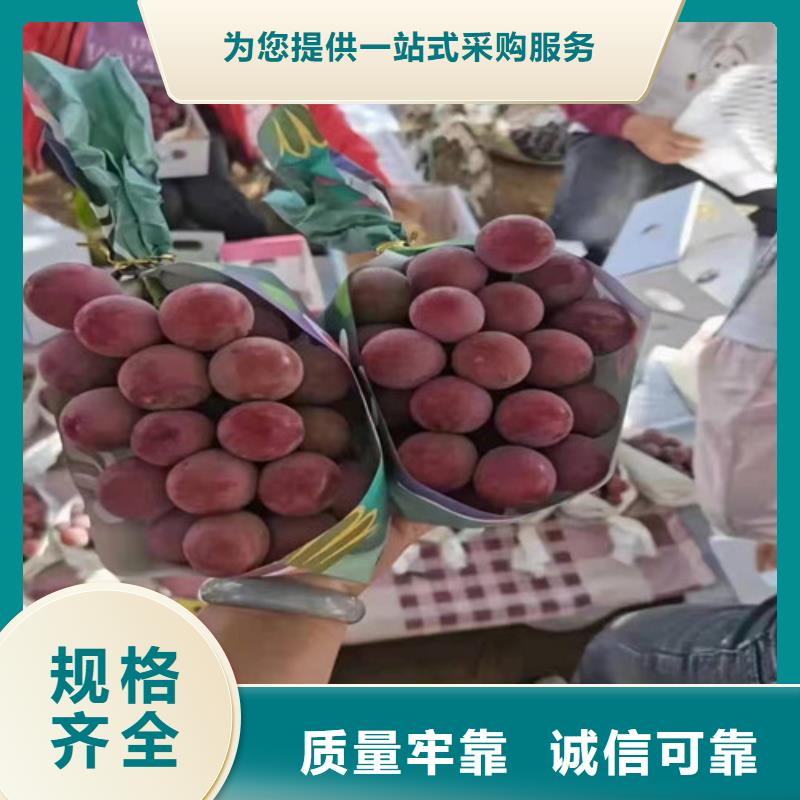 品种全<兴业>葡萄大棚草莓苗款式新颖