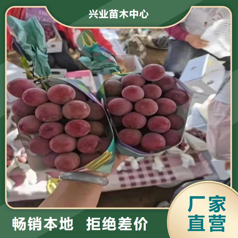 品质做服务《兴业》中国红玫瑰葡萄苗