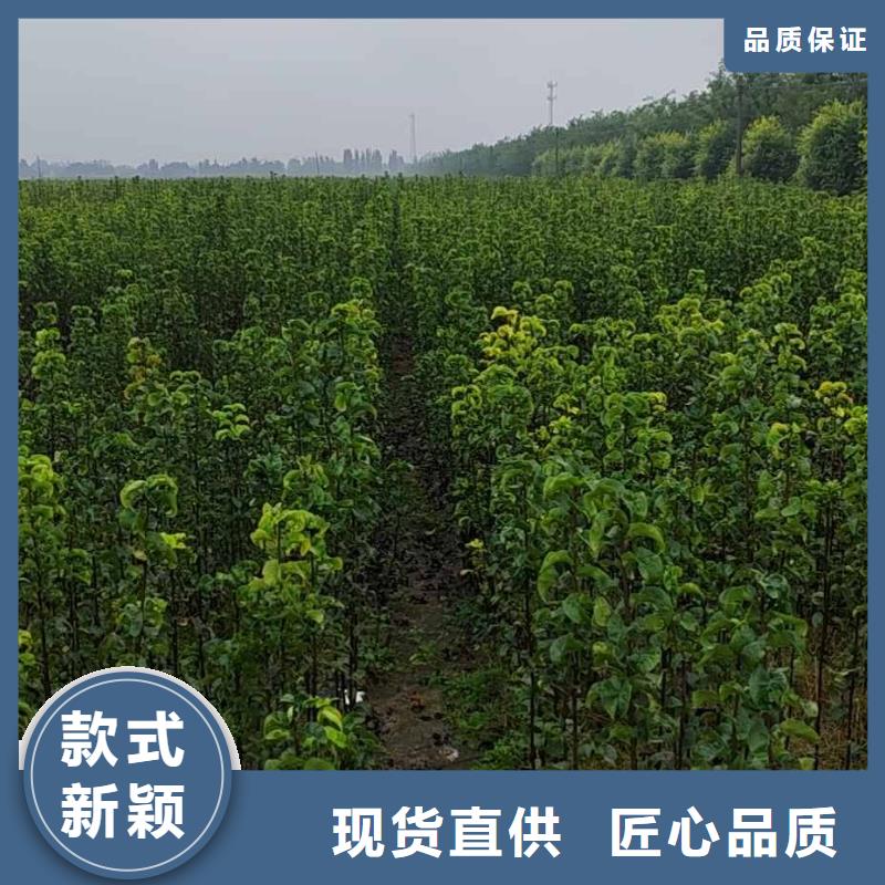 梨_黃冠梨樹苗批發(fā)商