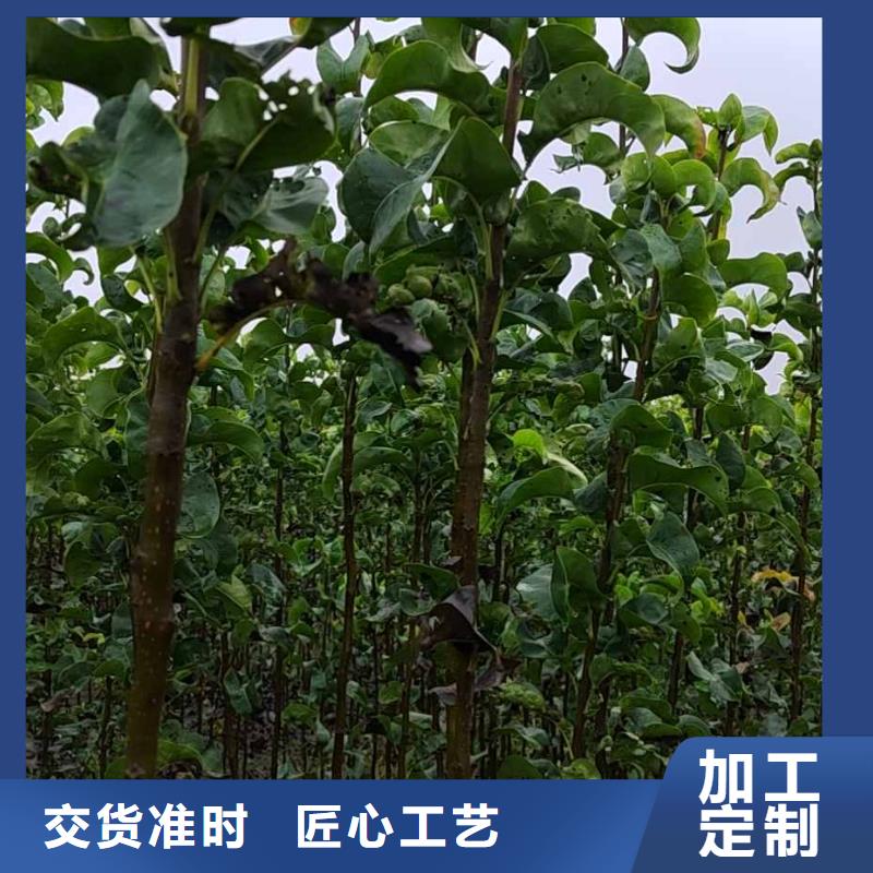 梨紅香酥梨樹苗多家倉庫發貨