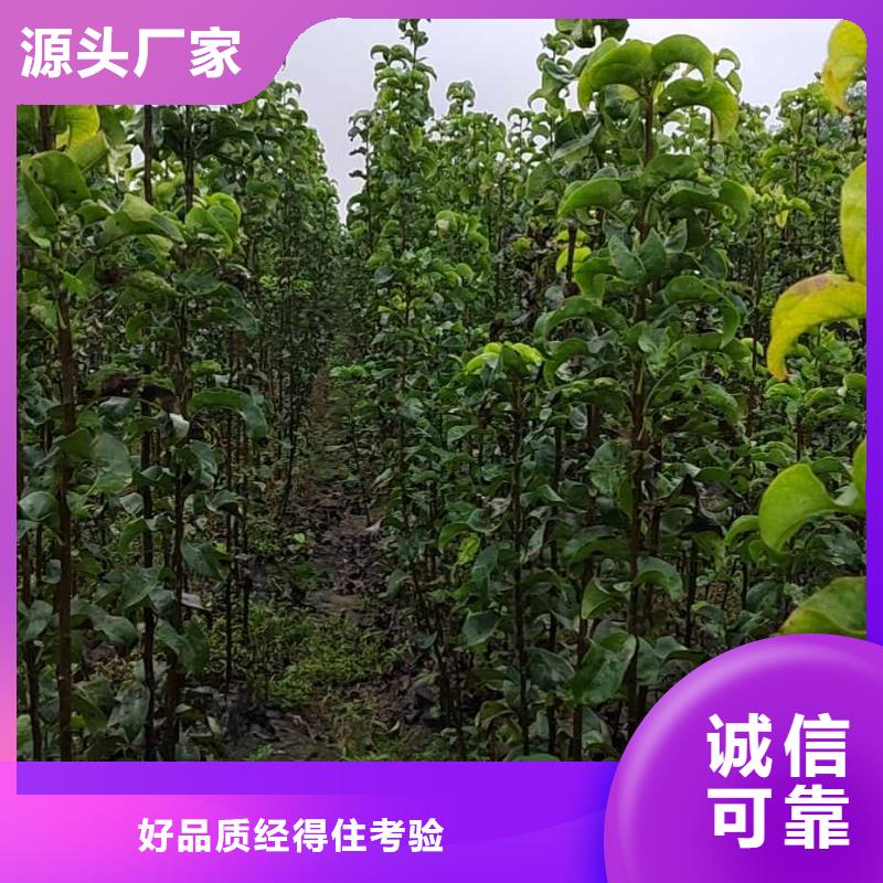 梨奧紅一號梨苗材質實在