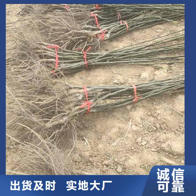 梨毛桃苗源廠供貨