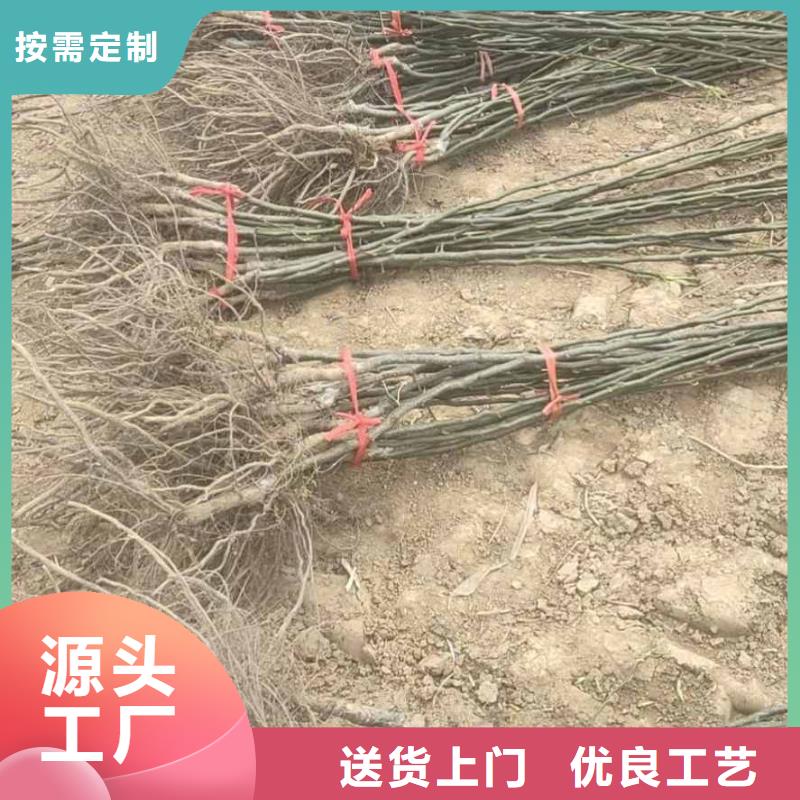 梨奧紅一號梨苗材質實在