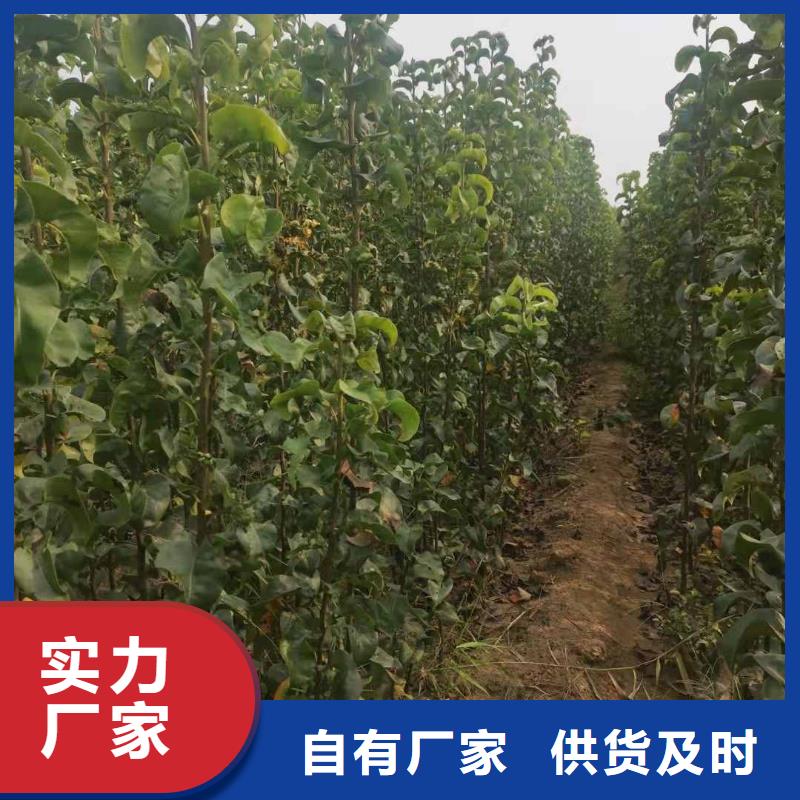 梨紅香酥梨樹苗多家倉庫發貨