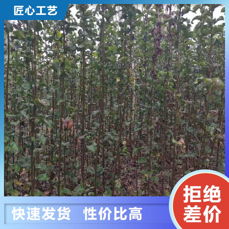 梨瑞蟠101桃樹苗實力商家供貨穩定