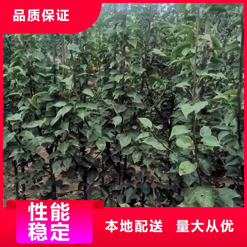 梨毛桃苗源廠供貨