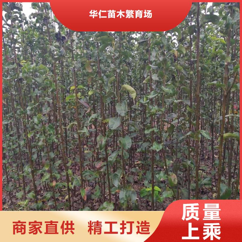 梨梨樹苗基地標準工藝