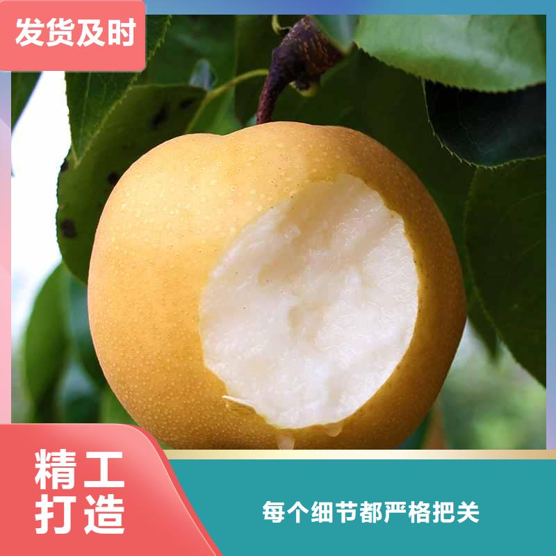 梨毛桃苗源廠供貨