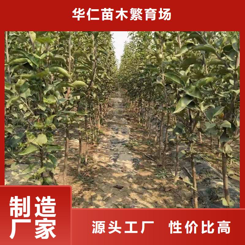梨奧紅全紅梨樹苗廠家定制