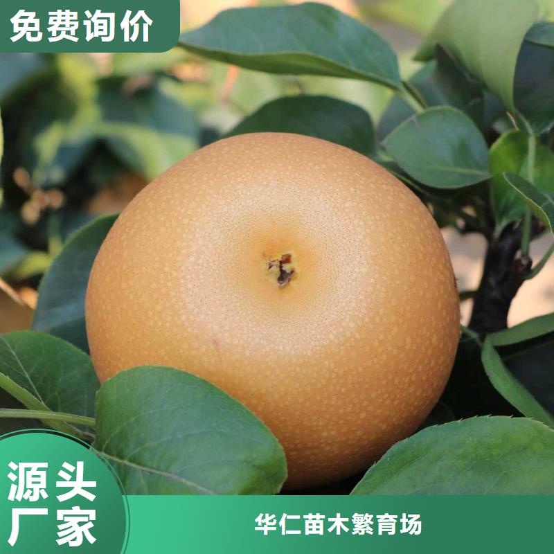 产地直销【华仁】秋月梨种植苗几年结果