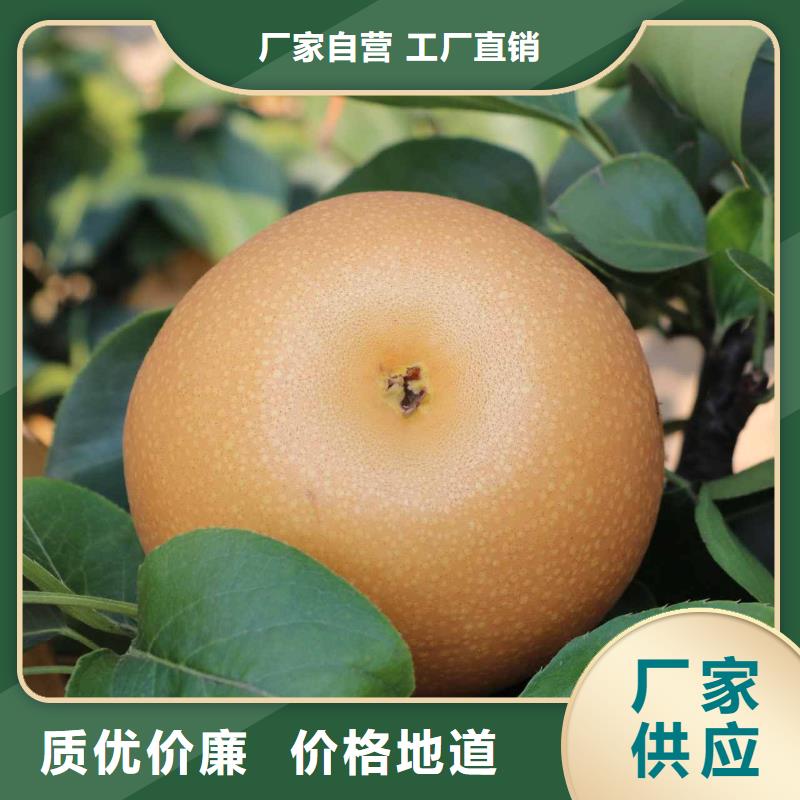型号齐全[华仁]秋月梨种植苗品种介绍