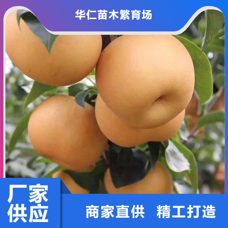 定制[华仁]秋月梨树苗品种大全