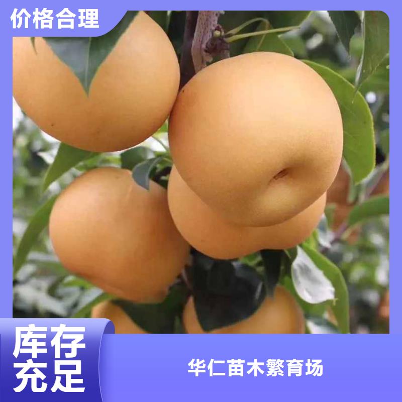 现货直供[华仁]秋月梨树苗品种