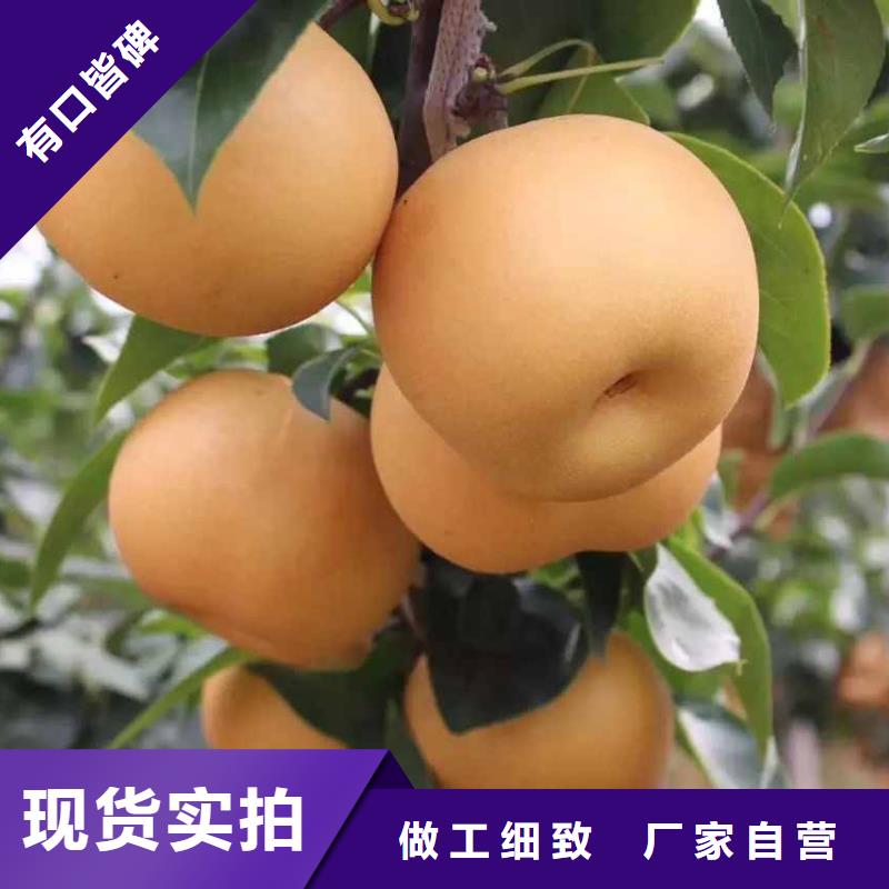 质检合格出厂《华仁》秋月梨树苗高产品种