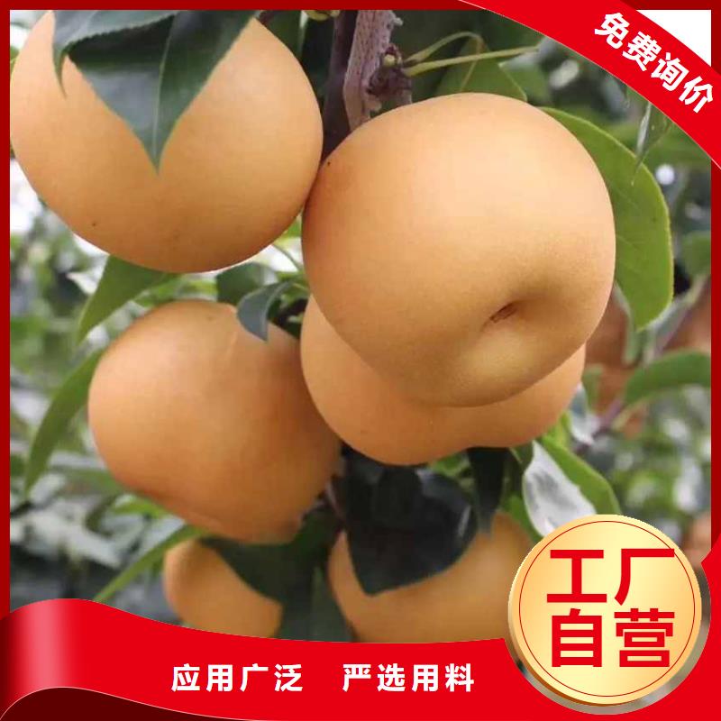 批发【华仁】秋月梨树苗新品种