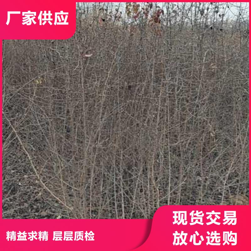 杜梨,黃冠梨樹苗廠家直銷供貨穩定