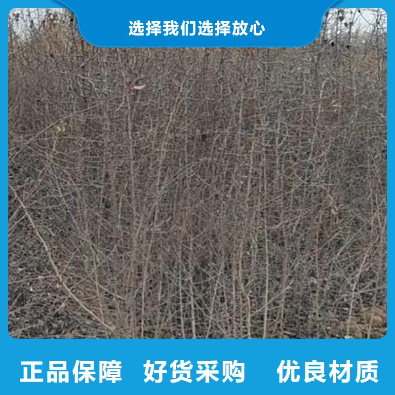 杜梨黃冠梨樹苗無中間商廠家直銷