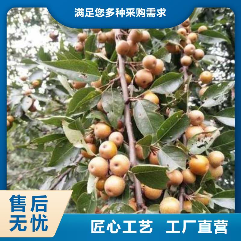 杜梨奧紅一號梨苗匠心制造