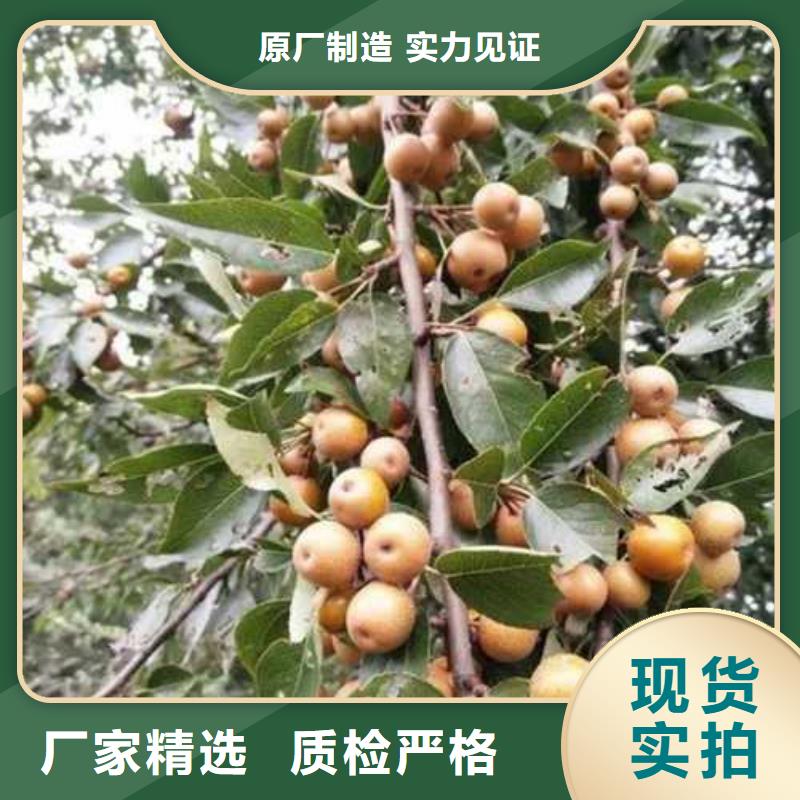 杜梨_海棠苗多種規格庫存充足