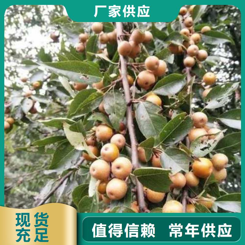 杜梨,紅香酥梨樹苗懂您所需