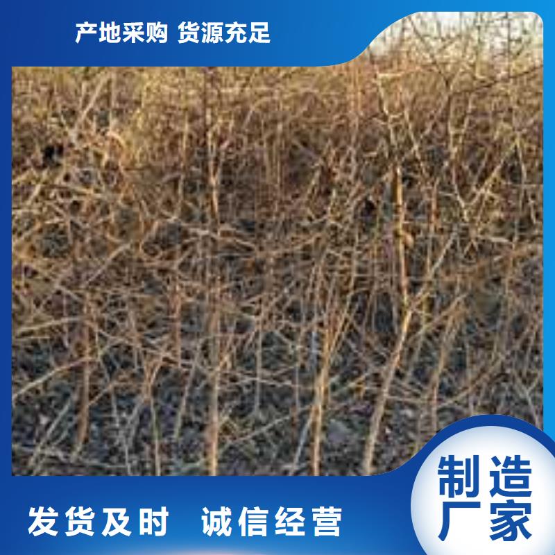 杜梨-杜梨苗自營品質(zhì)有保障