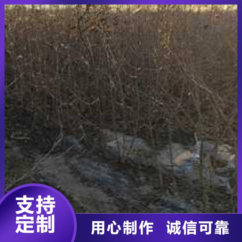 杜梨海棠苗订购