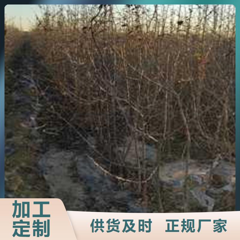 杜梨海棠苗订购