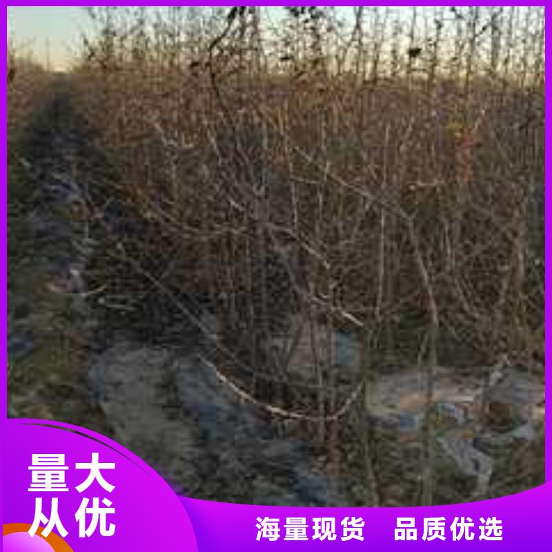 杜梨瑞蟠101桃樹苗廠家技術完善