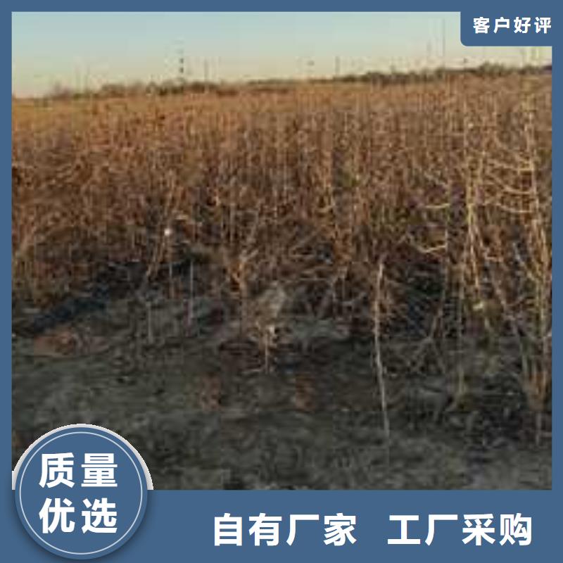 【杜梨】梨樹苗品質優選