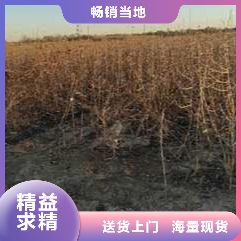 杜梨山桃苗支持大批量采购