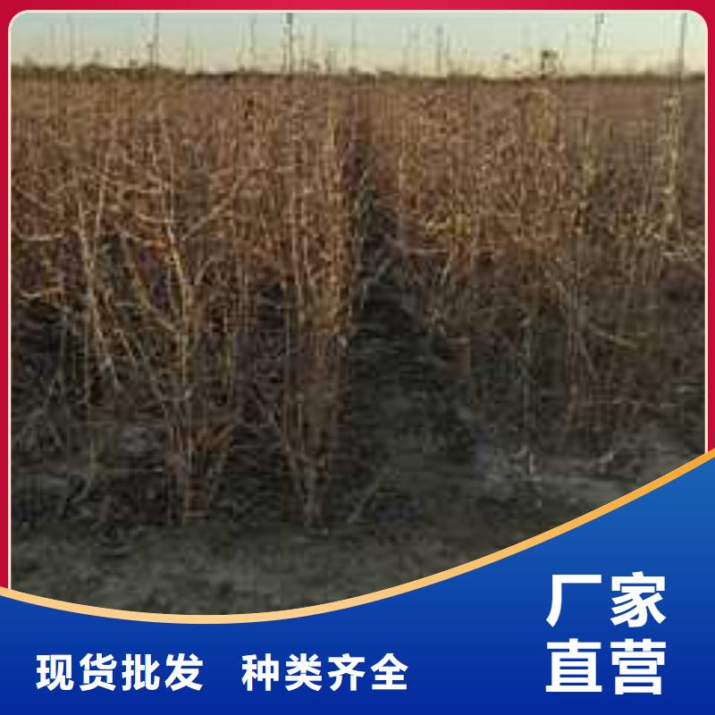 【杜梨】梨樹苗基地精工細(xì)致打造