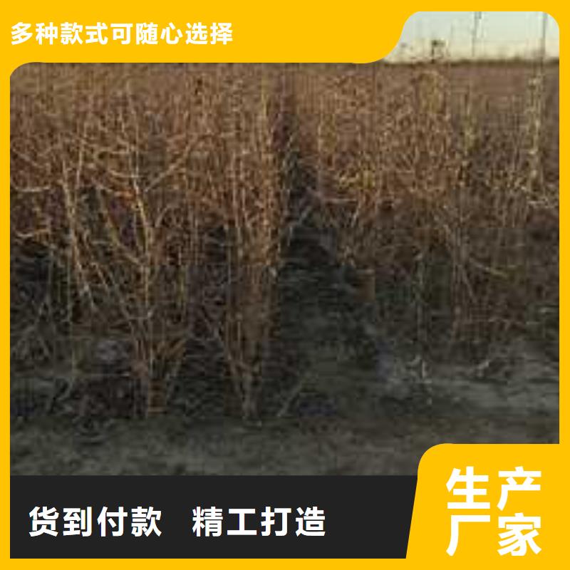 杜梨海棠苗嚴選好貨