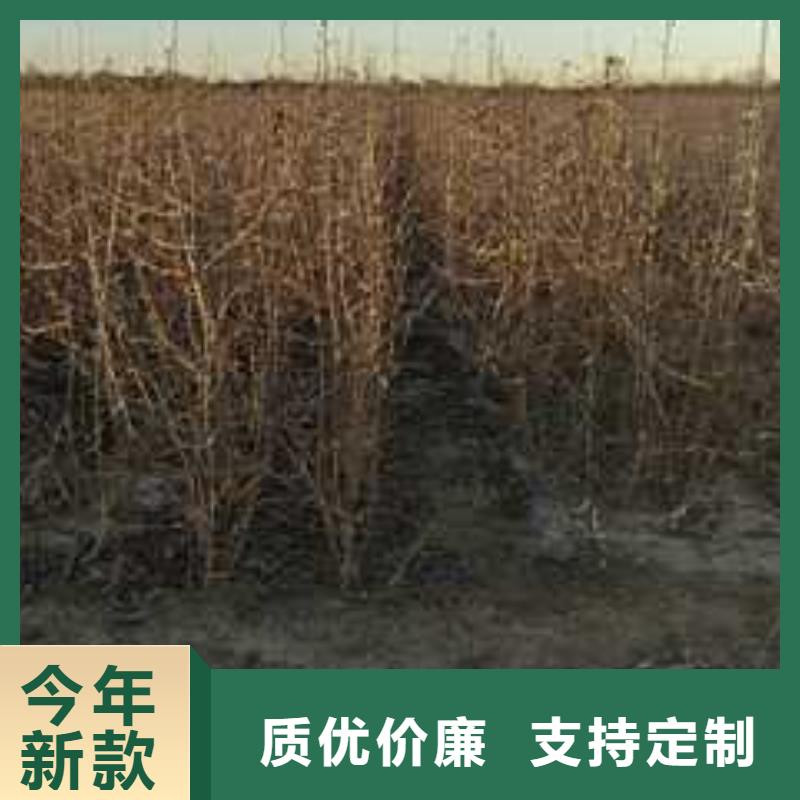 杜梨香酥梨樹苗供您所需