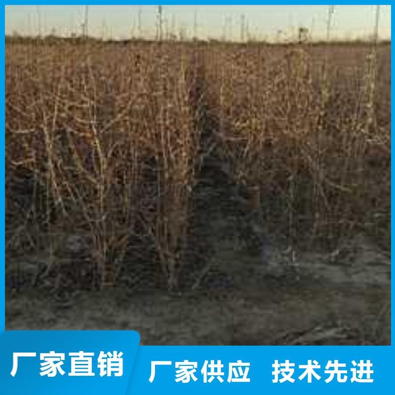 杜梨紅香酥梨樹苗多家倉庫發貨