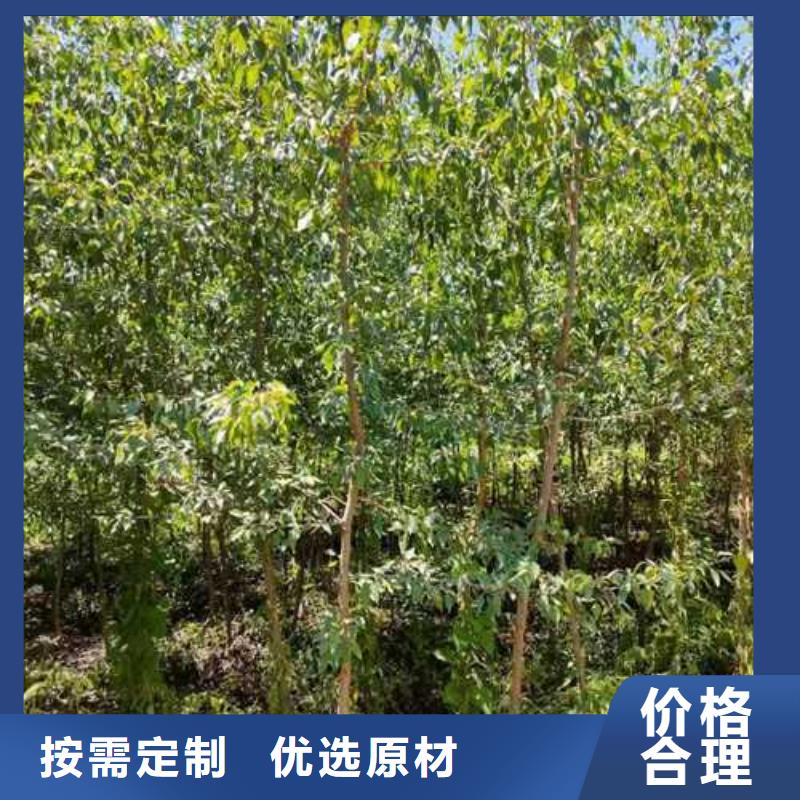杜梨山桃苗優質貨源