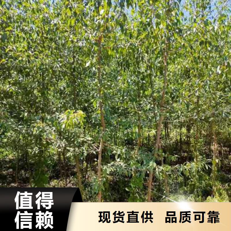 杜梨杜梨苗可定制有保障