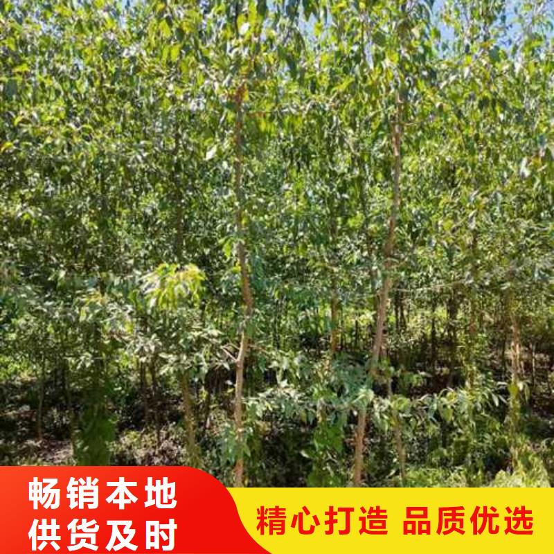 杜梨皇冠梨樹苗細節之處更加用心