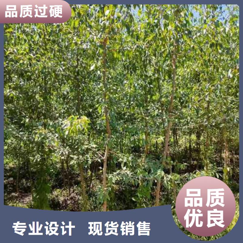 杜梨山桃苗支持大批量采购