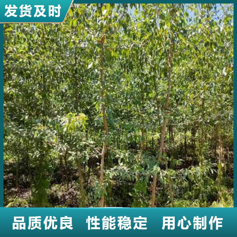杜梨,紅香酥梨樹苗懂您所需