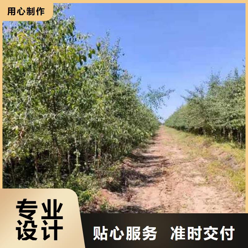 杜梨紅香酥梨樹苗優選廠家