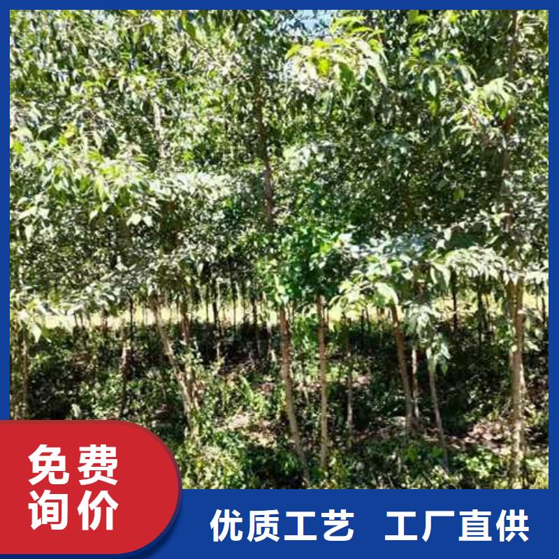 杜梨奧紅一號梨苗匠心制造