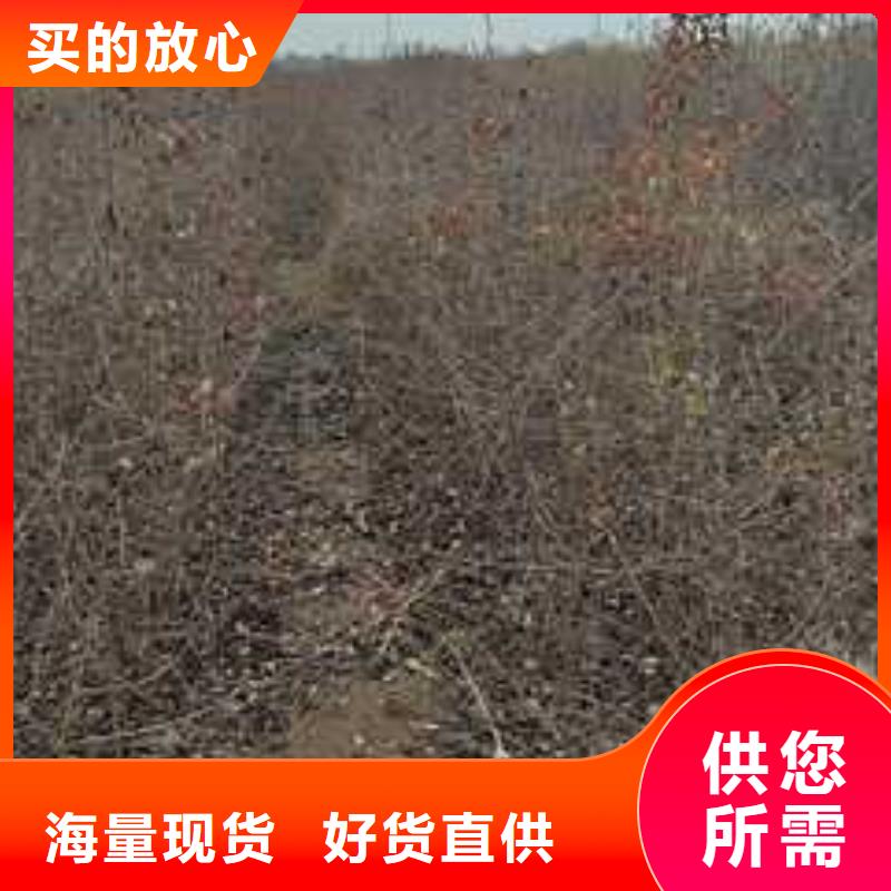 杜梨梨樹苗基地嚴謹工藝