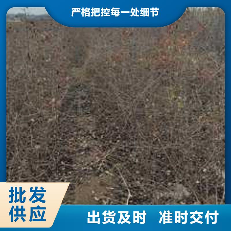 杜梨-杜梨苗自營品質有保障