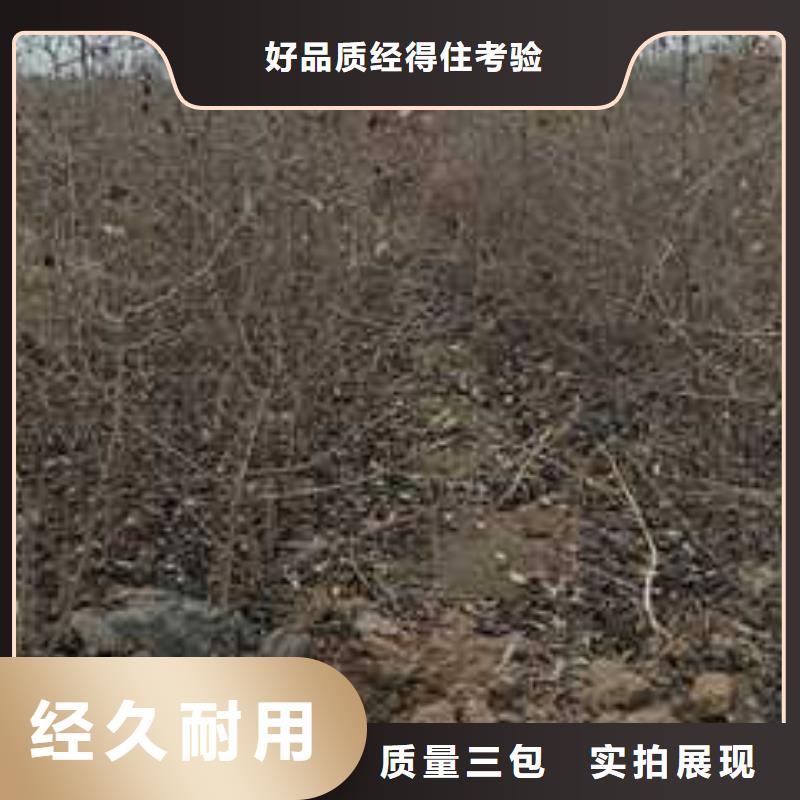 杜梨_海棠苗多種規格庫存充足
