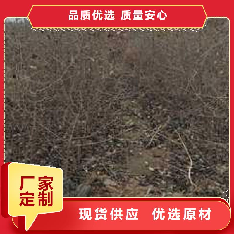 杜梨-杜梨苗自營品質有保障