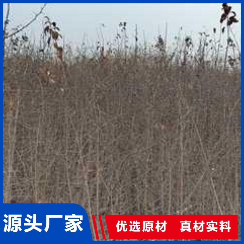 杜梨紅香酥梨樹苗優選廠家