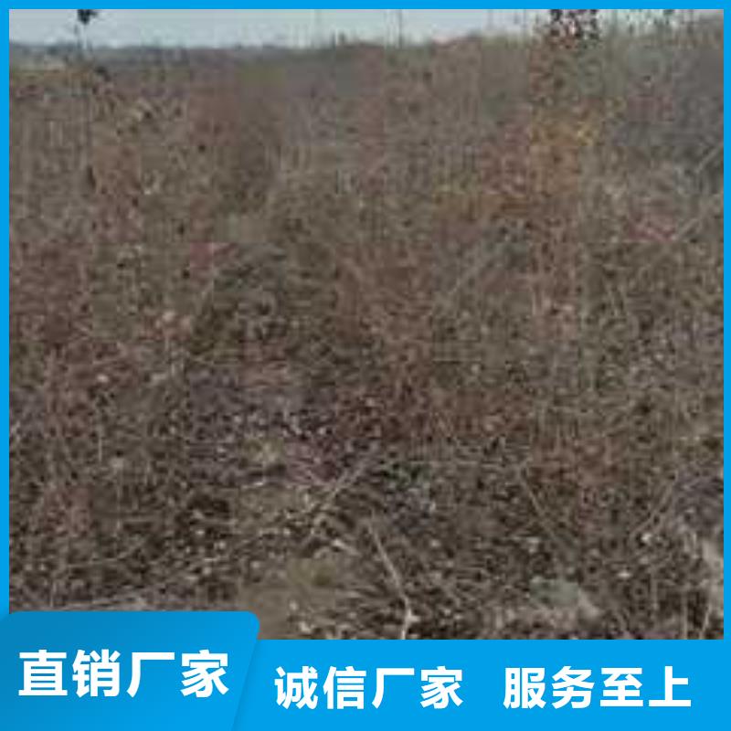 杜梨-杜梨苗自營品質有保障