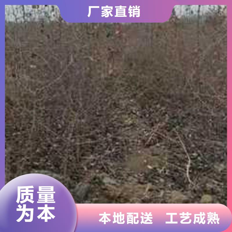 杜梨秋月梨树苗产地厂家直销